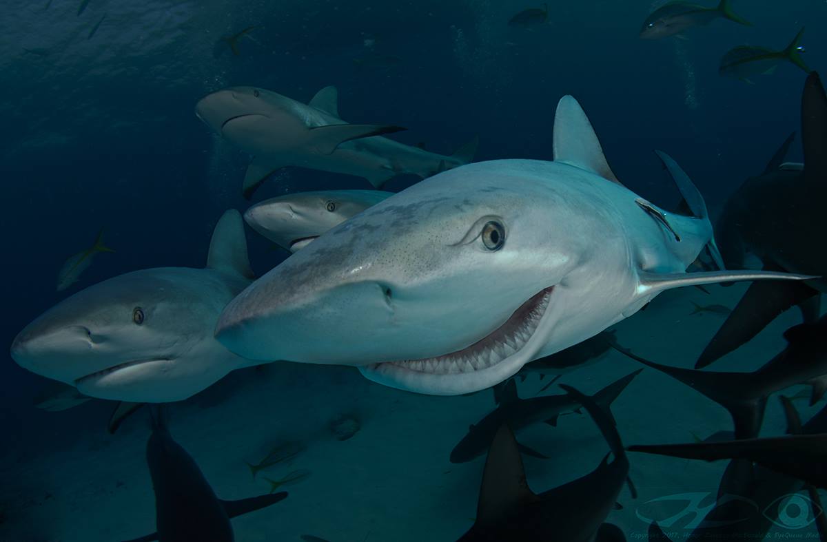 The Web can be Dangerous